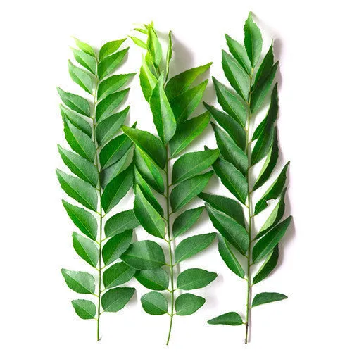 Fresh Herbs Curry Leaves Packet